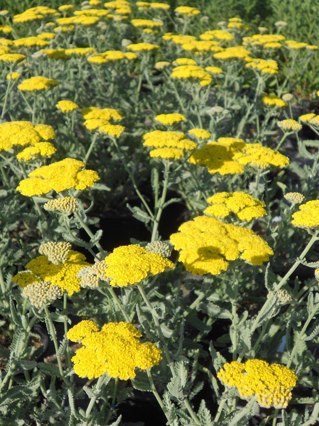 Achillea millefolium 'Moonshine'